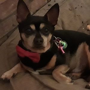 Meet your Posher, Lynne